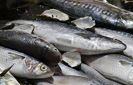 冻鱼进口流程和手续？