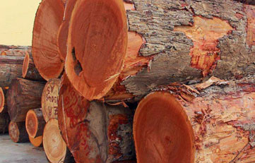 木材进口报关若何申报？木材进口清关当苦衷项？