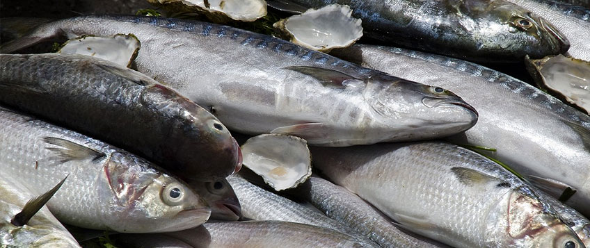 冻鱼进口流程和手续？