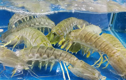 海鲜怎么进口报关？有哪些当苦衷项？